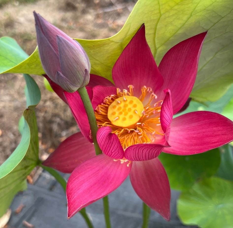 Brilliant Red Raging Fire Lotus seeds