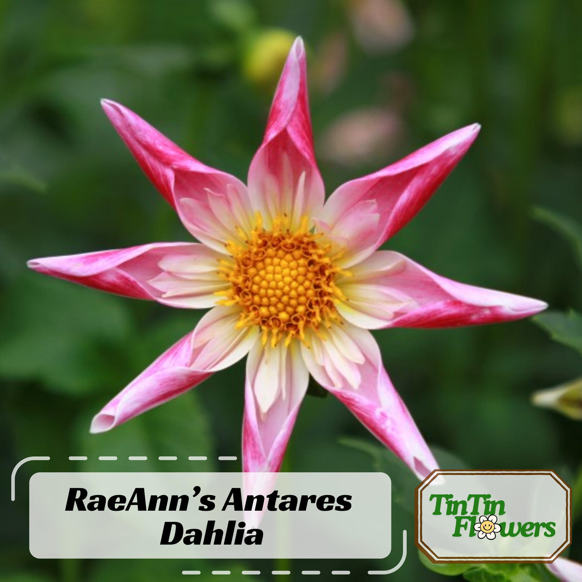 RaeAnn’s Antares Dahlia seeds