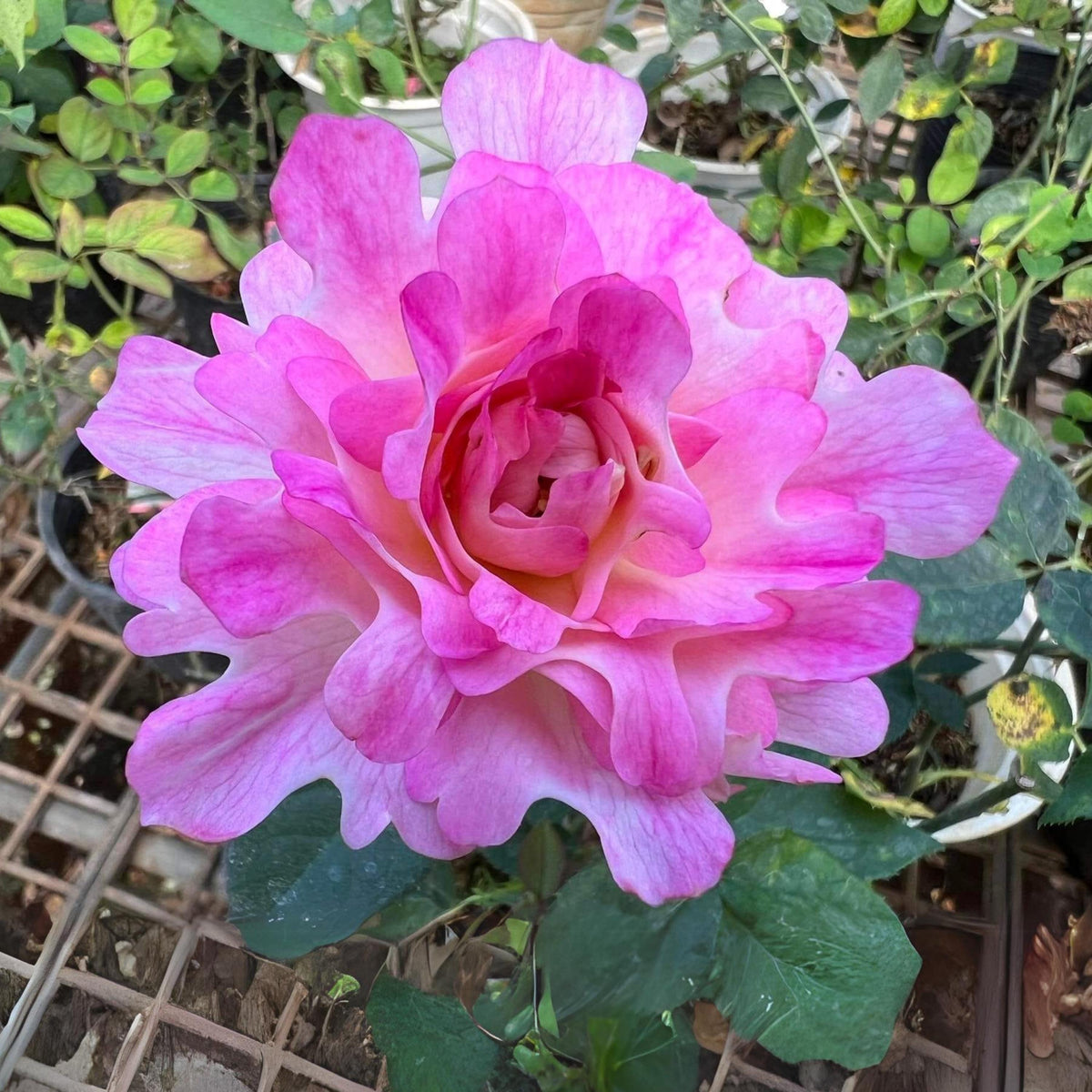 Sea Anemone Rose seeds