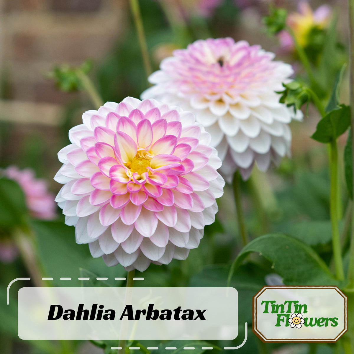 Arbatax Dahlia Perennial seeds