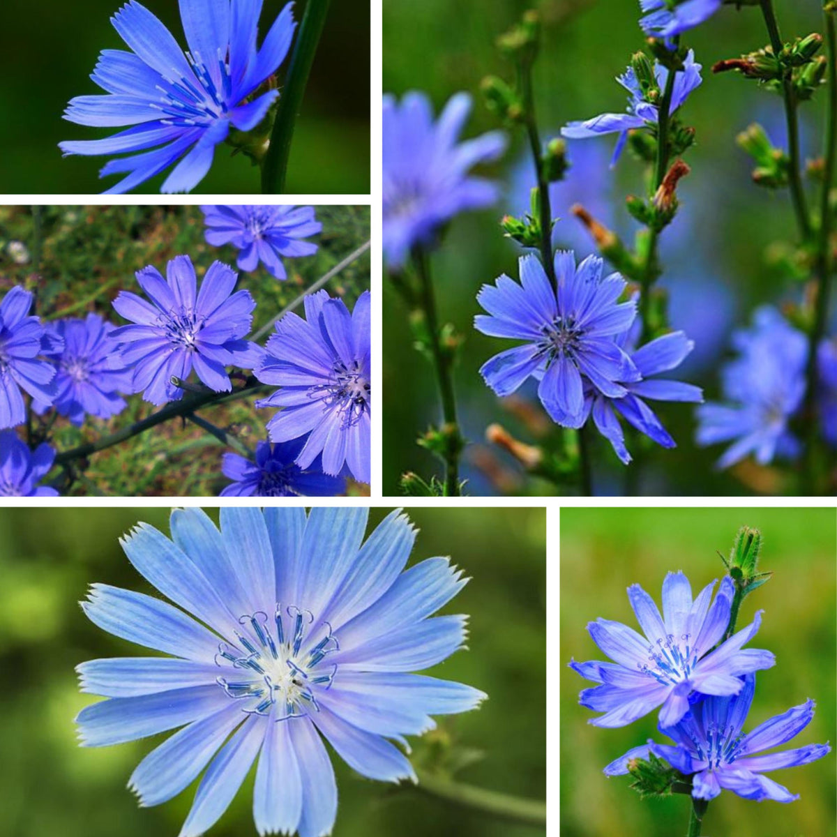 Chicory seeds