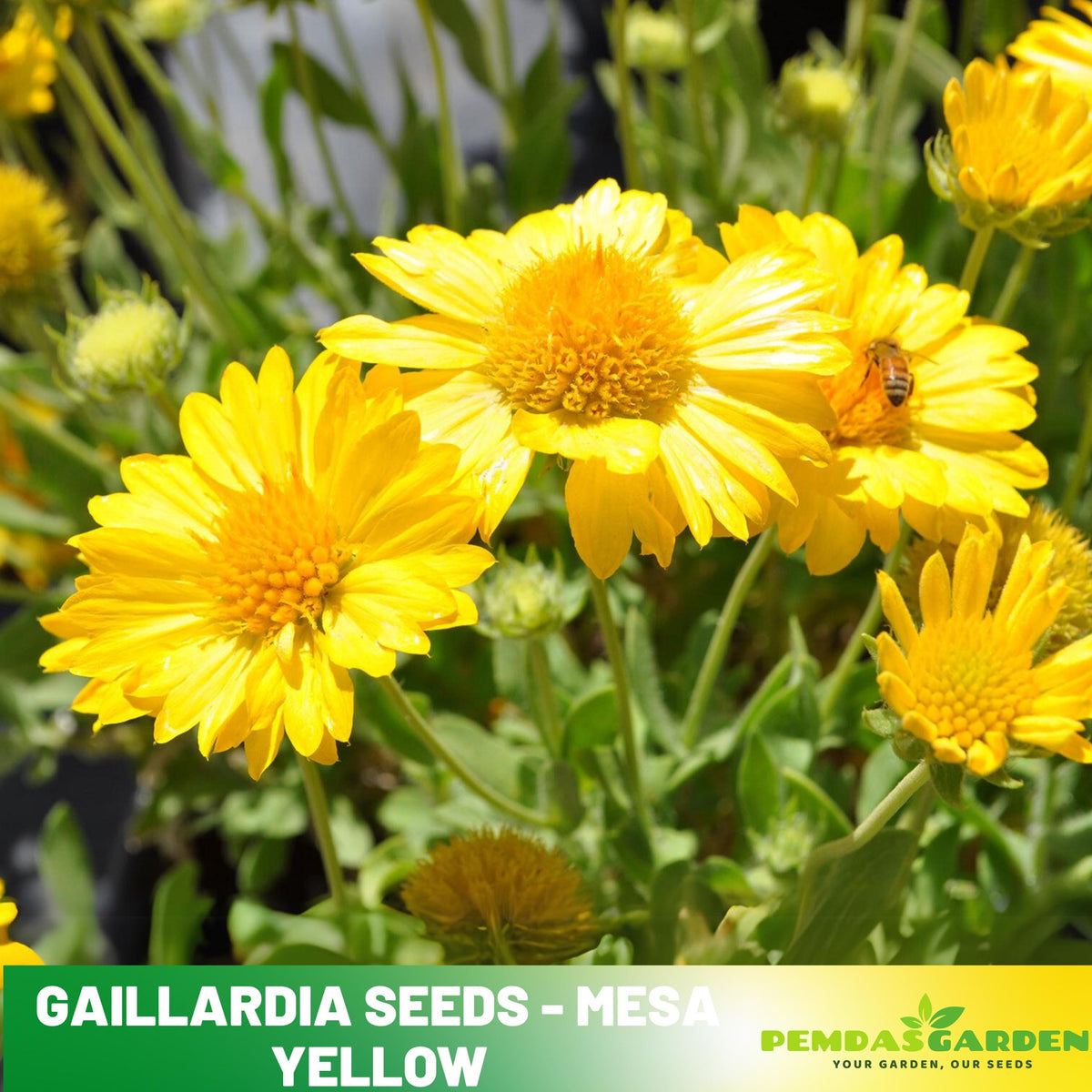 gaillardia flower seeds 20s| Mesa Yellow Gaillardia Seeds– Blanket Flower – Heirloom, Non-GMO, – PEMDASGARDEN