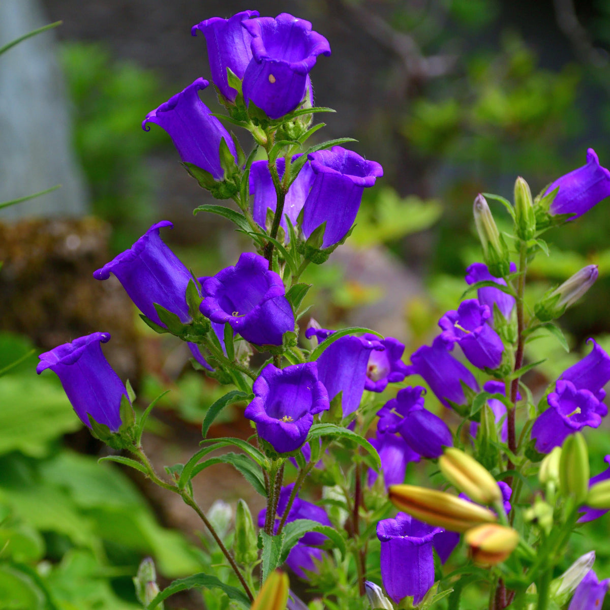 Purple Campanula Bellflower seeds