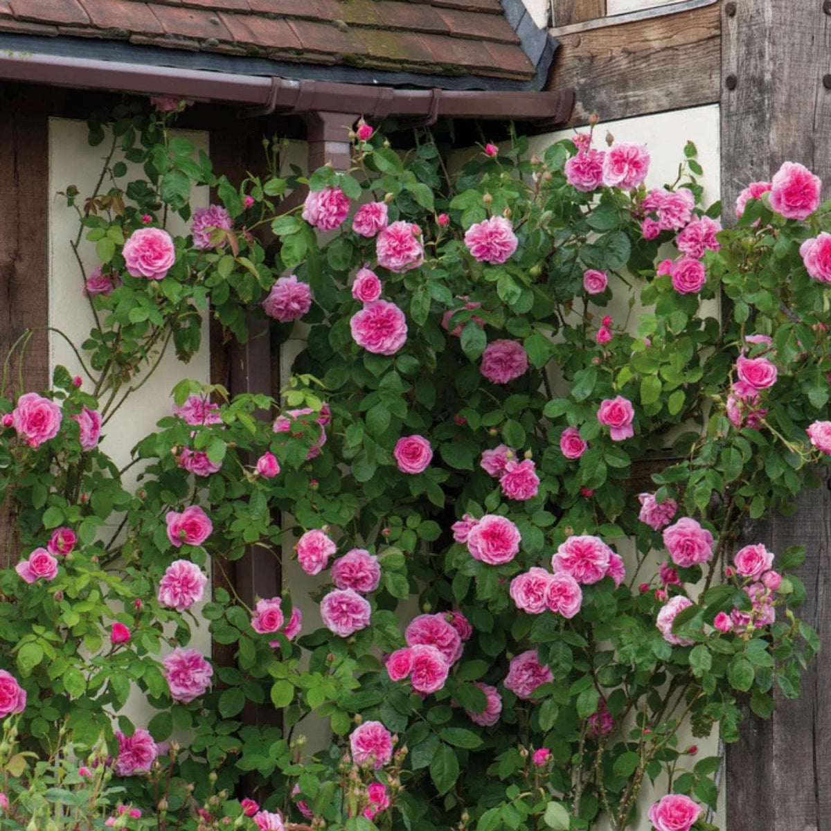 Gertrude Jekyll Climbing Rose seeds