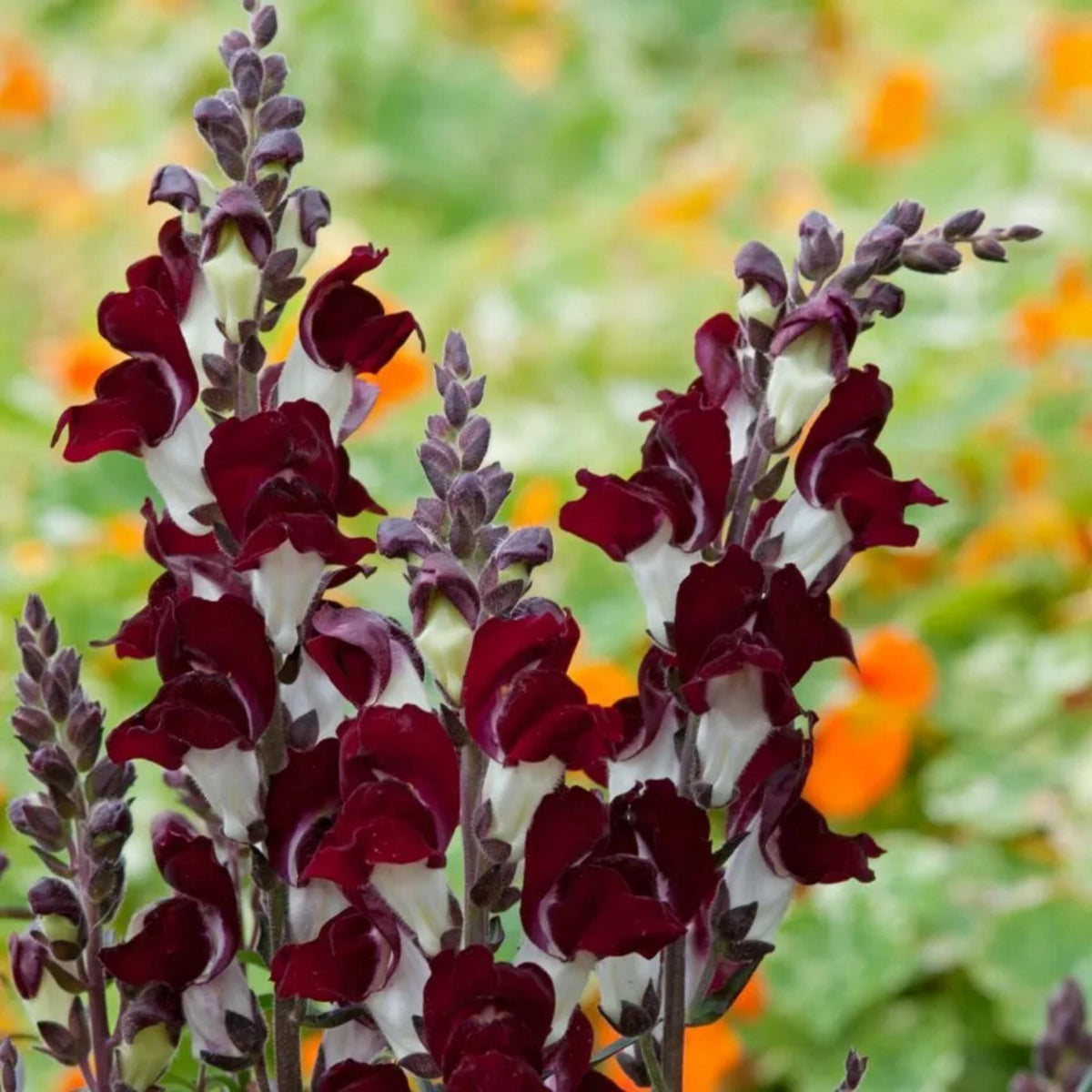 Snapdragon Night and Day seeds