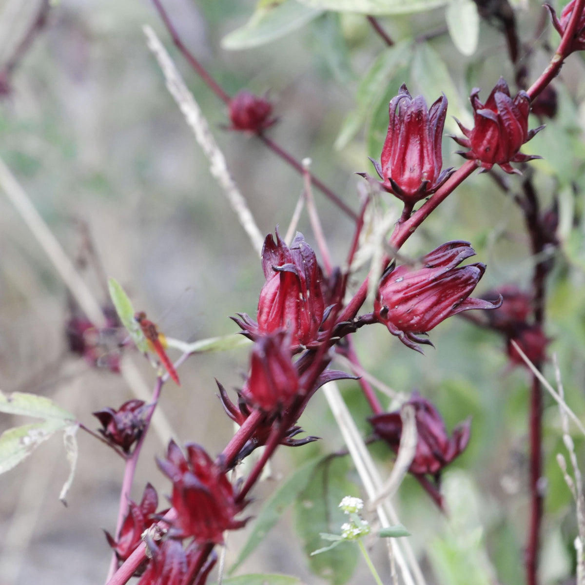 Red Roselle seeds