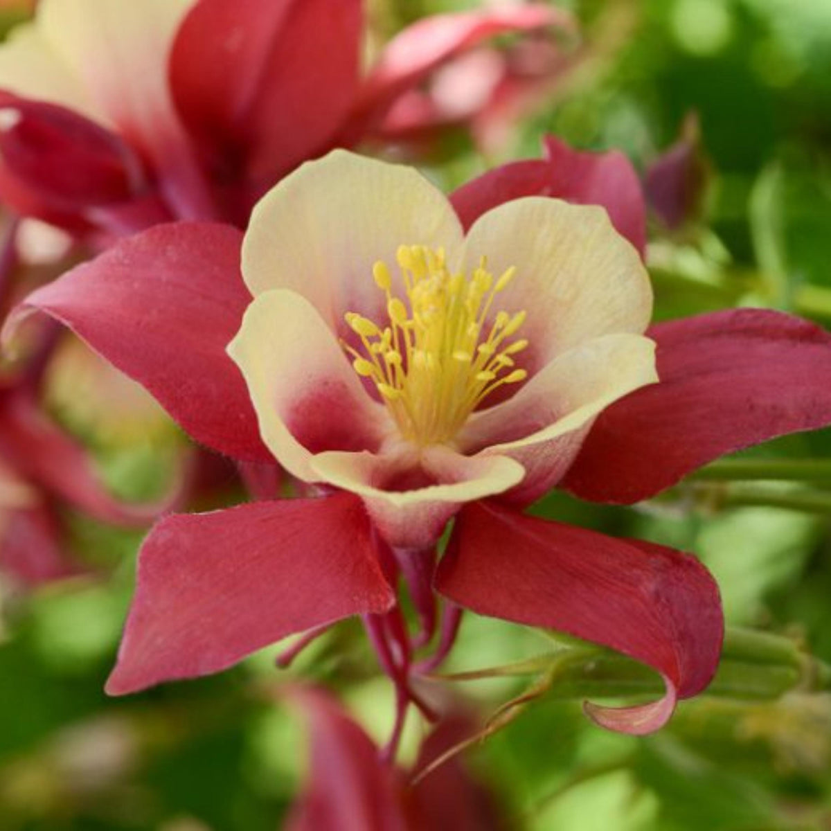 Aquilegia Earlybird Red Yellow Columbine seeds