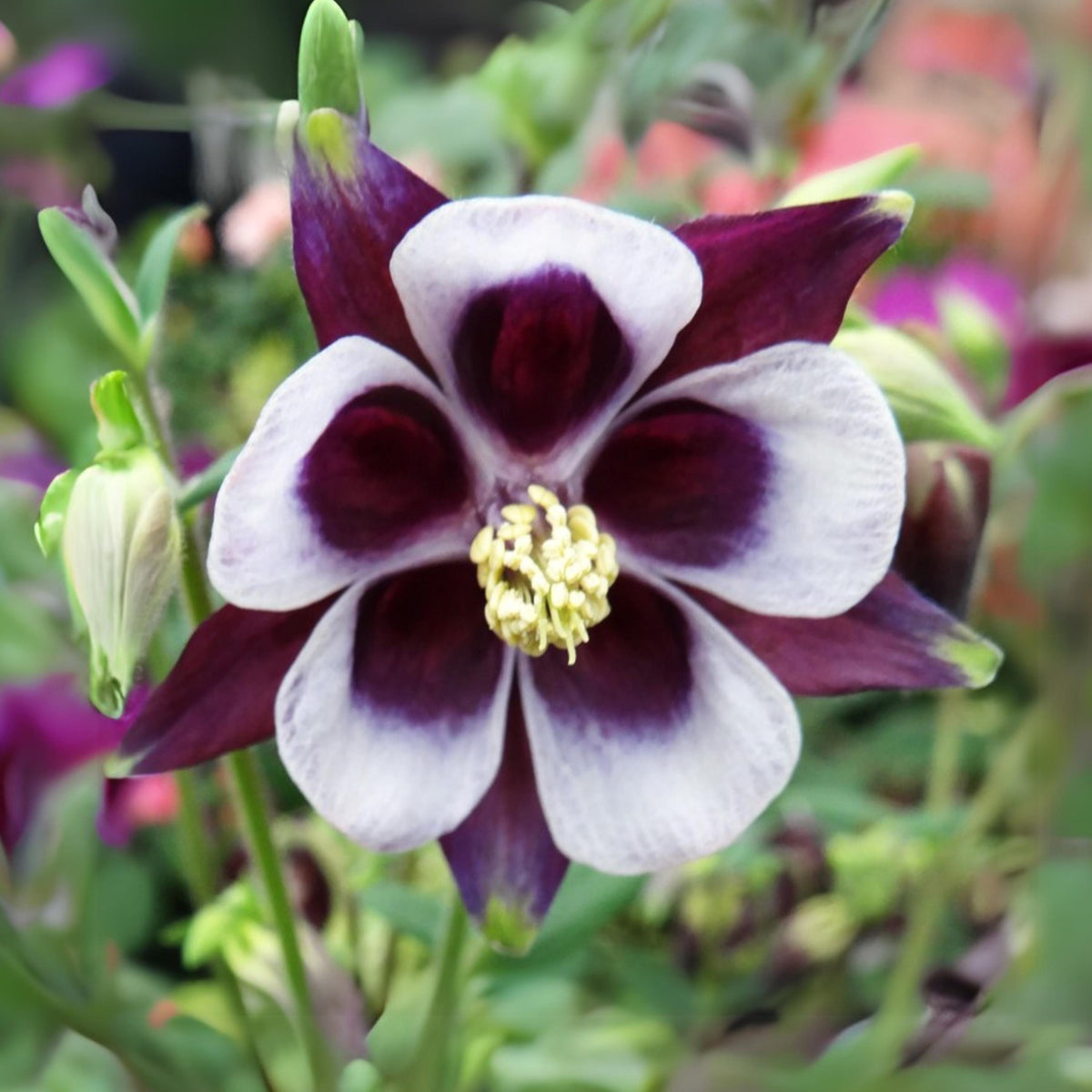 Aquilegia vulgaris Magpie Columbine seeds