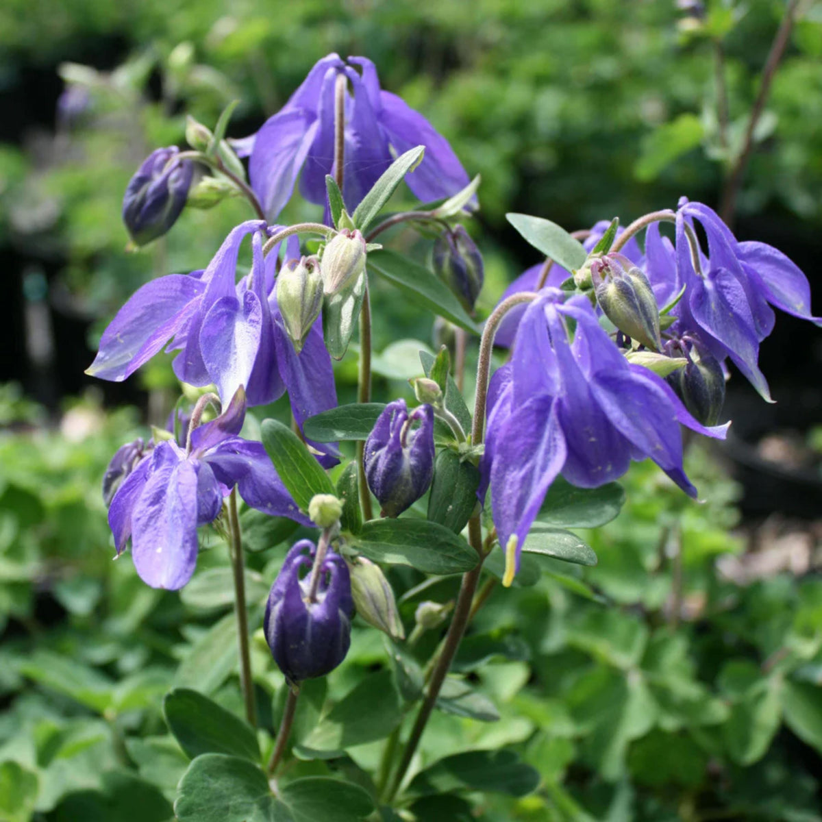 Aquilegia Alpine Columbine seeds