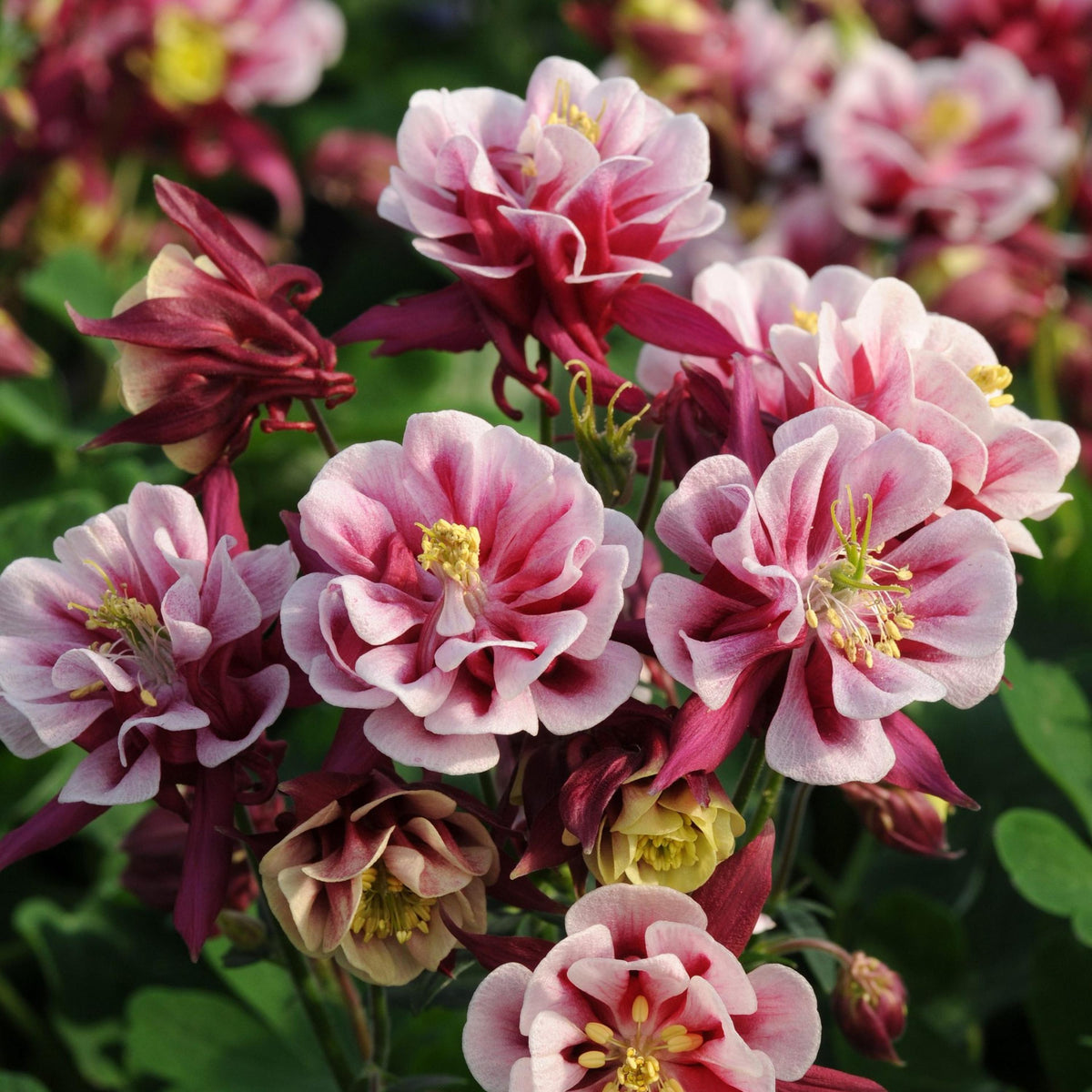 Winky Double Red & White Columbine seeds
