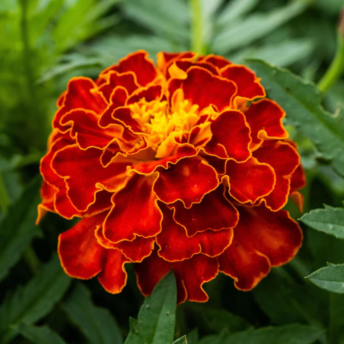 Red Cherry Marigold seeds