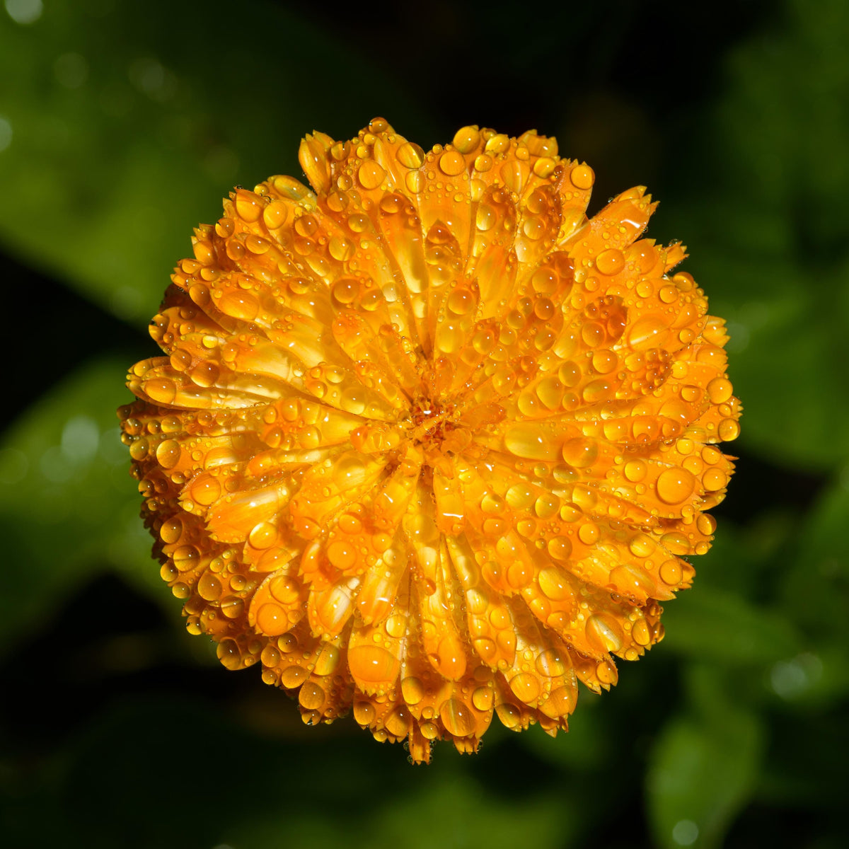 Orange English Marigold seeds
