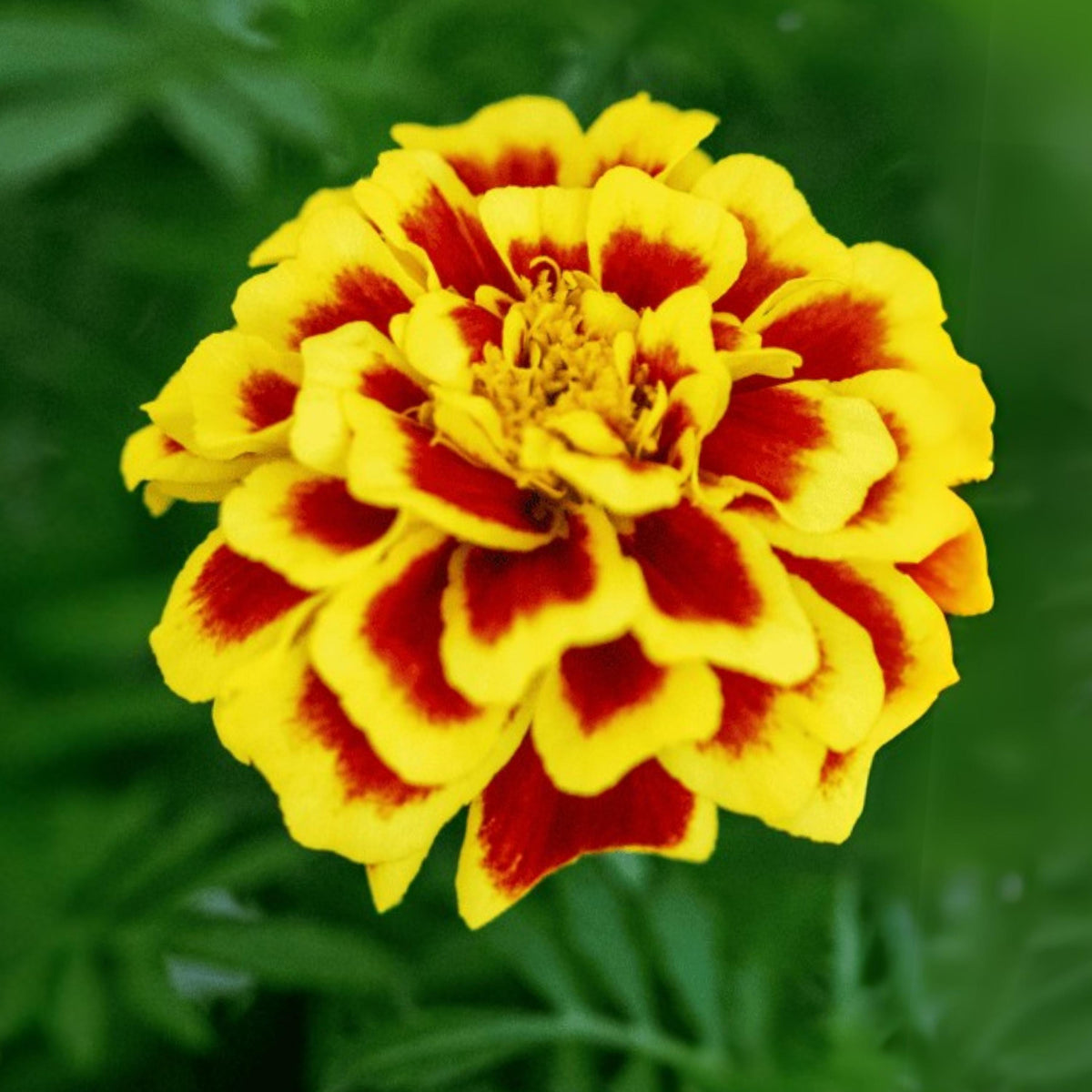 Durango Bee Marigold (Tagetes patula) seeds