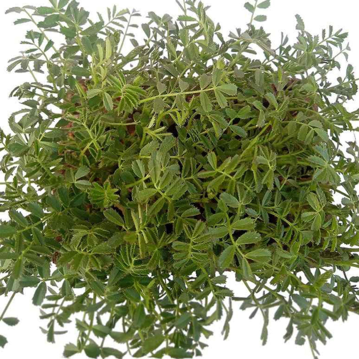 Desi Garbanzo Bean (Desi Chickpea) seeds