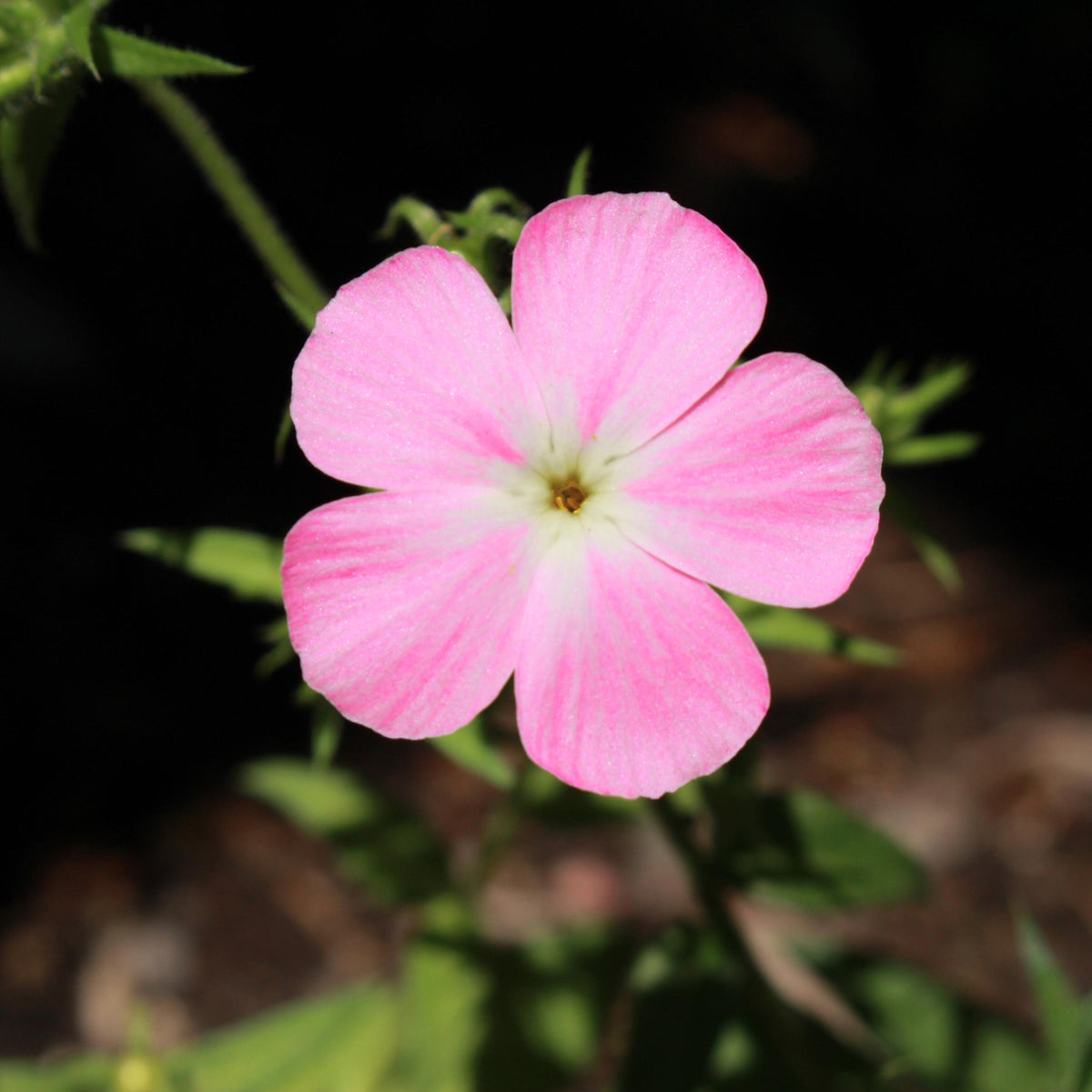 Soft pink Drummond's Phlox seeds