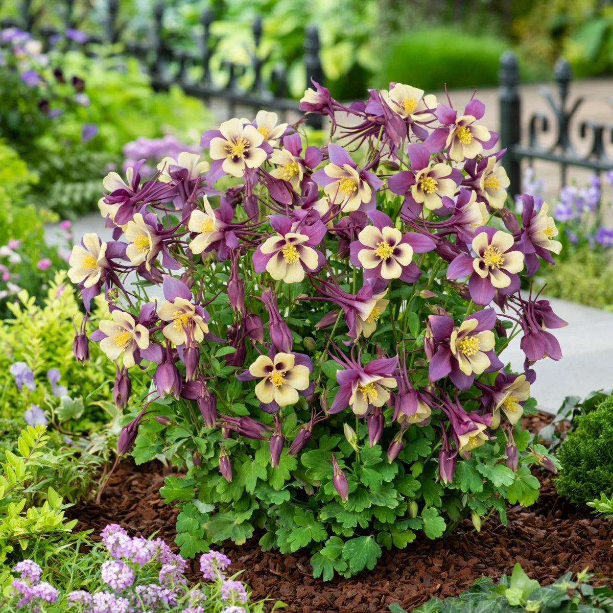 Aquilegia Earlybird Purple and Yellow Columbine seeds