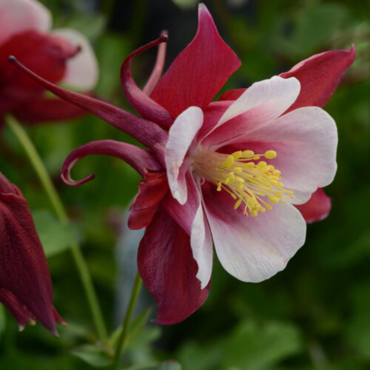 Aquilegia Earlybird Red White Columbine seeds