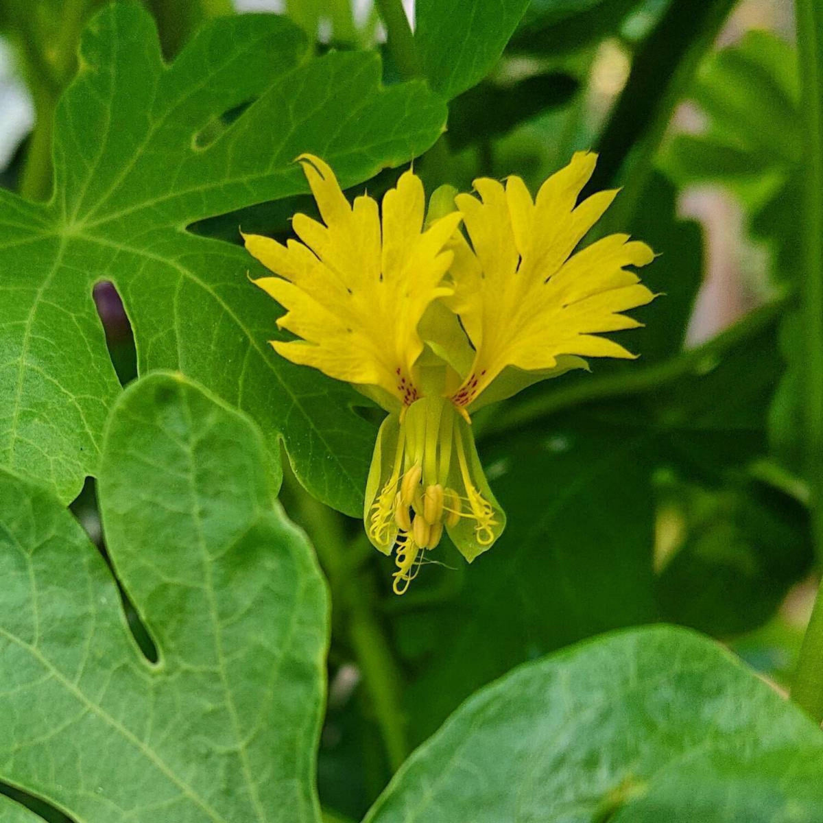 Canary Creeper Nasturtium seeds
