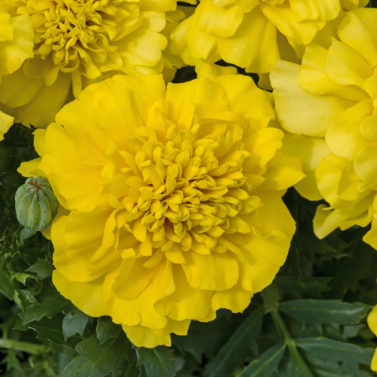 Marigold Super Her Deep Yellow seeds