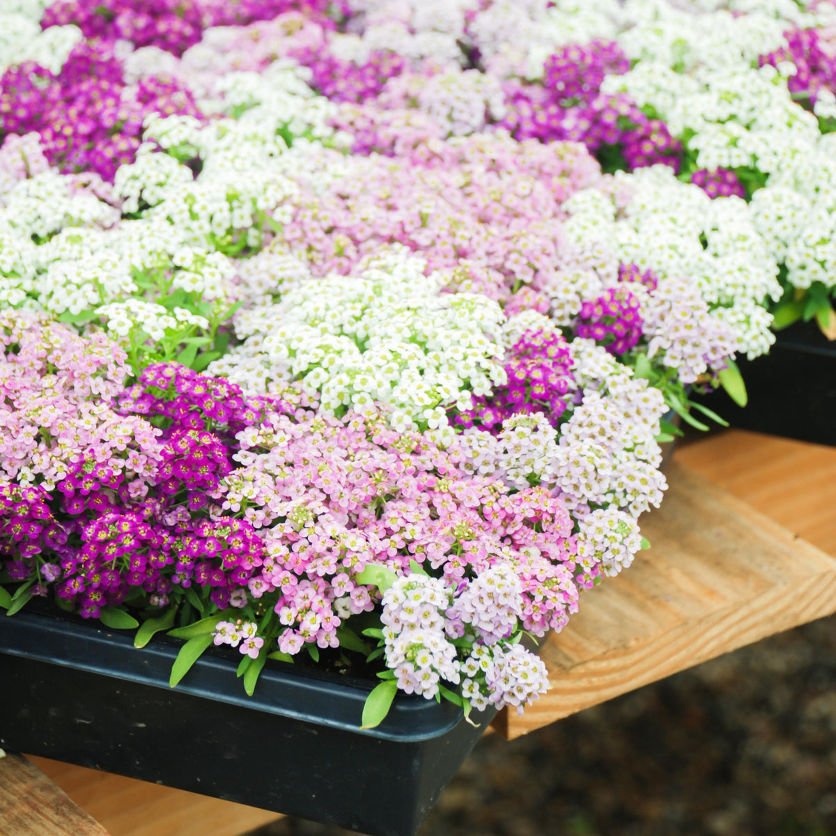 Easter Bonnet Mix Alyssum seeds