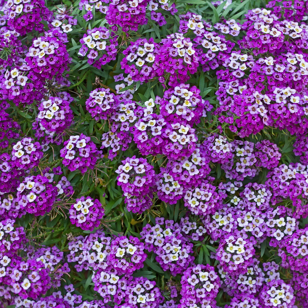 Royal Carpet Alyssum (Lobularia maritima) seeds