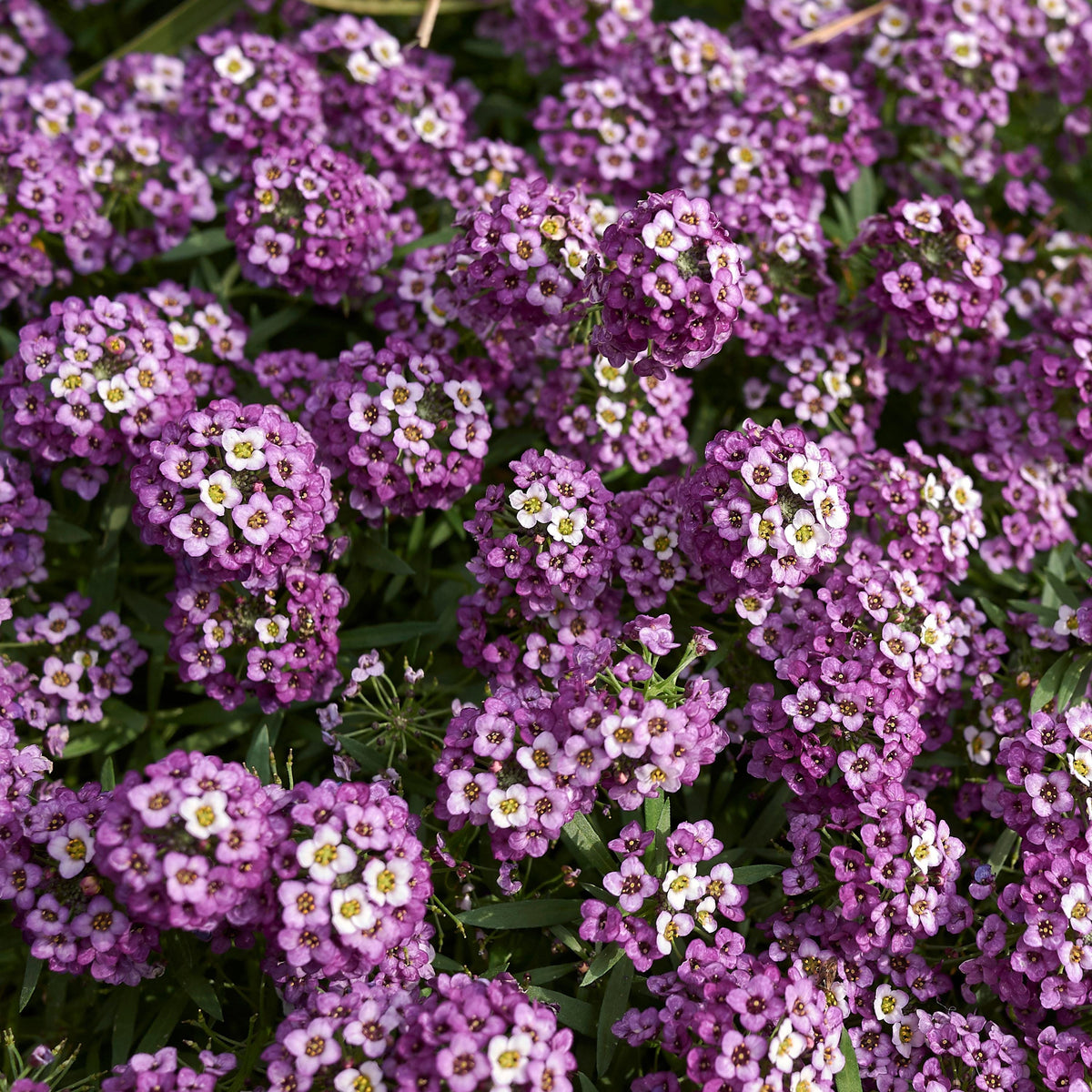 Violet Queen Alyssum (Lobularia maritima) seeds