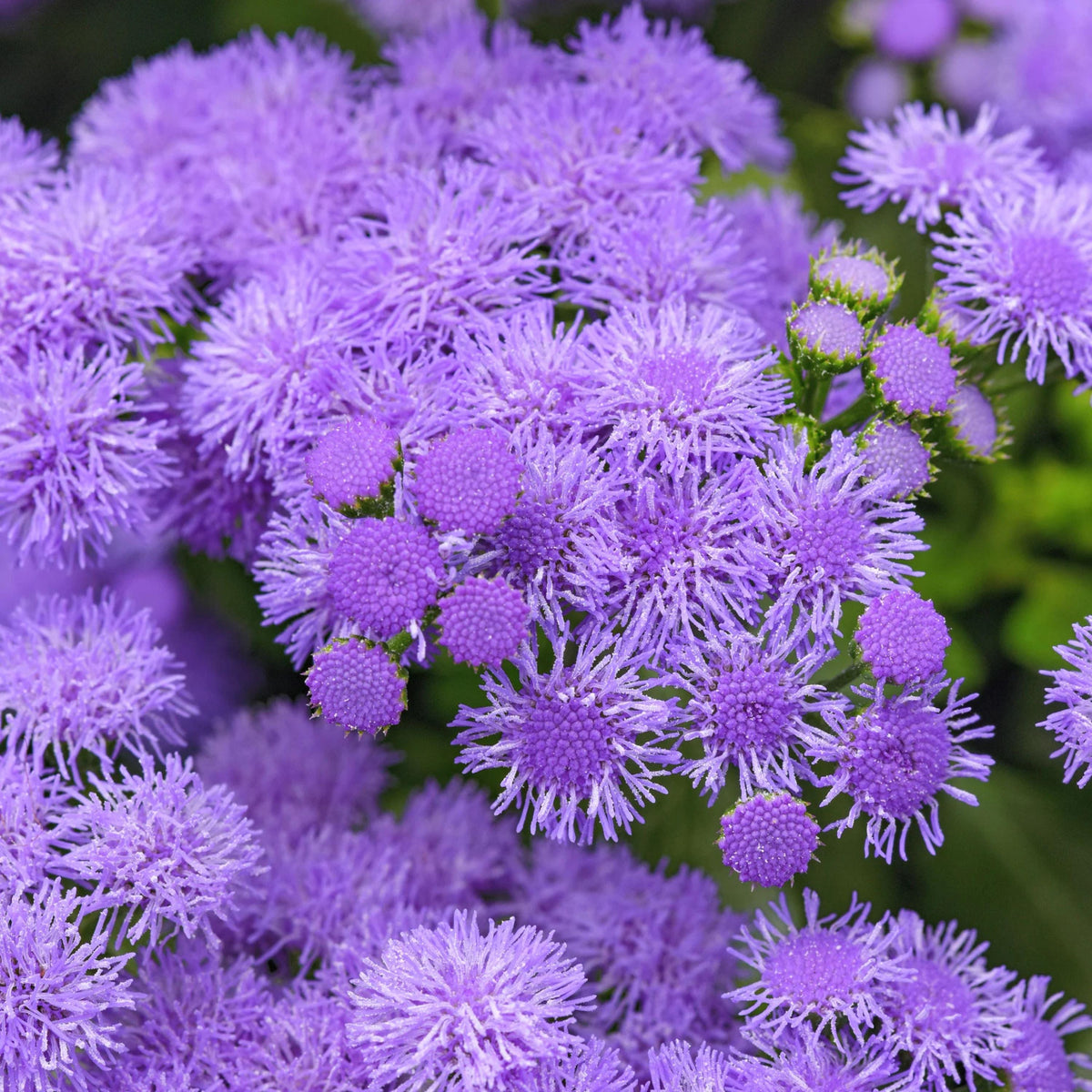 Monarch Magic Ageratum seeds