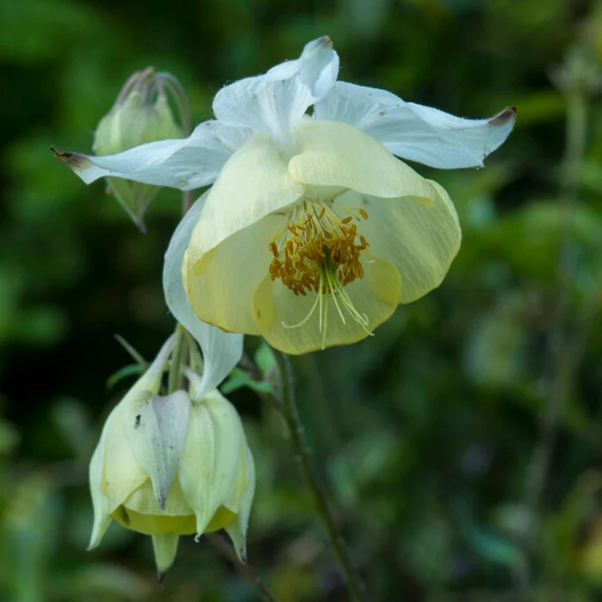 Aquilegia Fragrans Columbine seeds