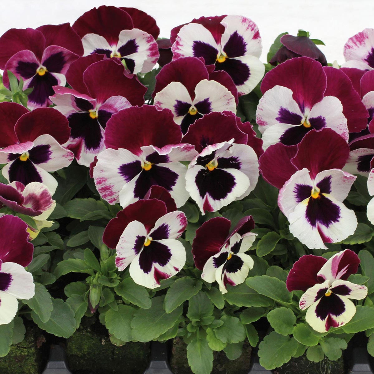 Matrix Wing Pansy seeds