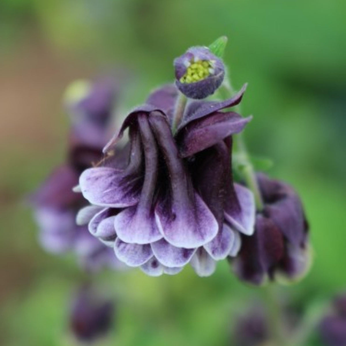 Aquilegia Double Pleat Blackberry Columbine seeds