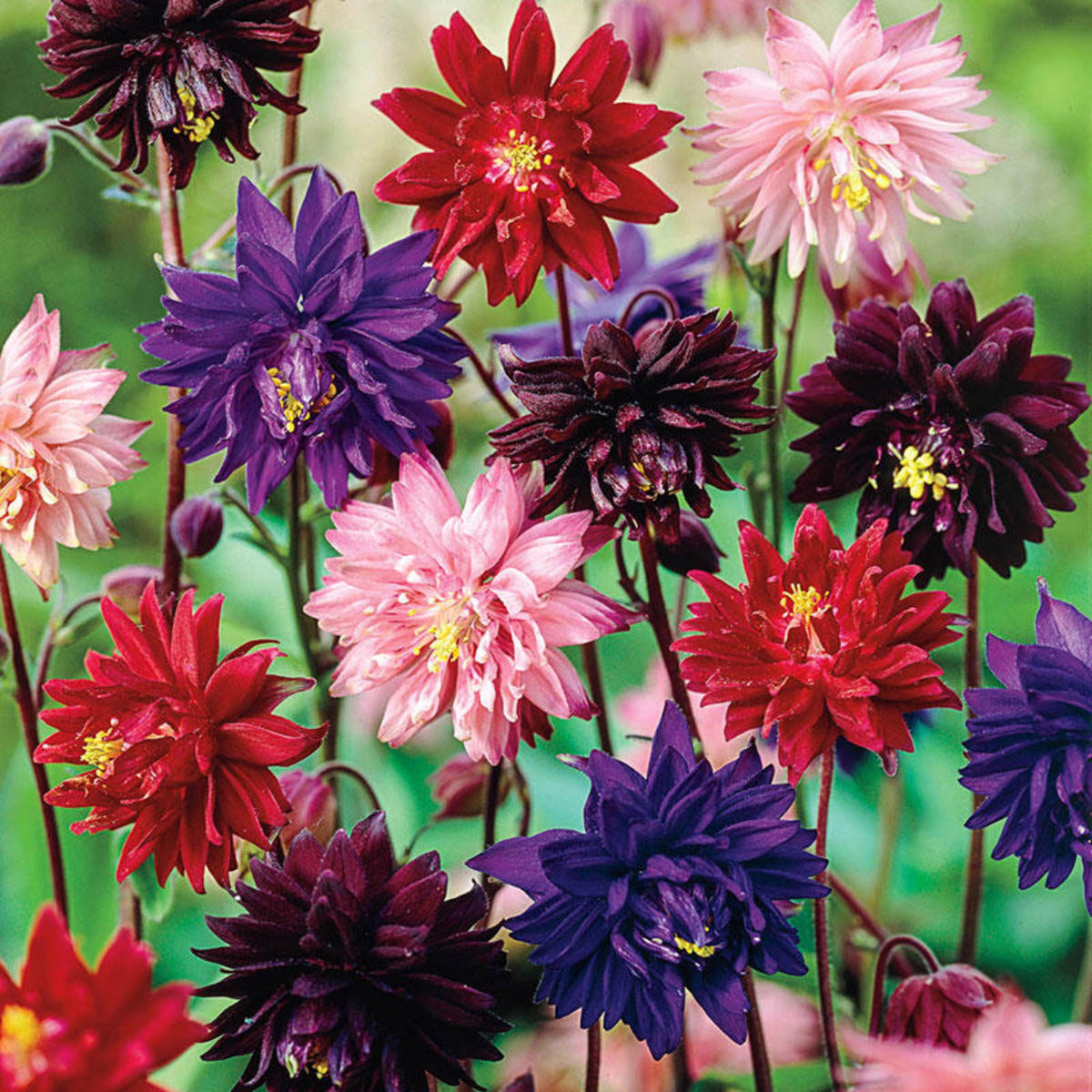 Aquilegia 'Barlow Mixed' seeds