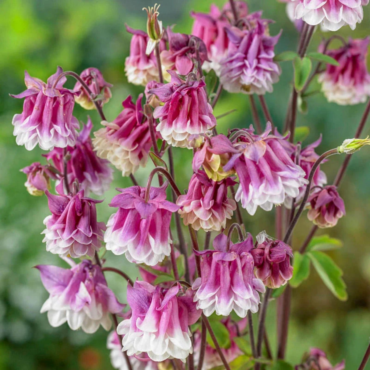 Aquilegia 'Petticoat Pink' seeds