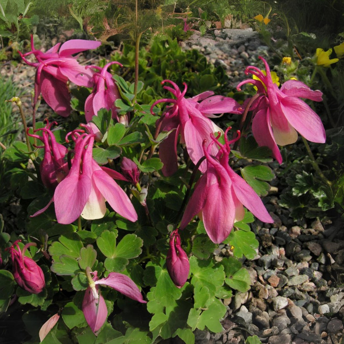 Aquilegia flabellata 'Cameo Pink' seeds