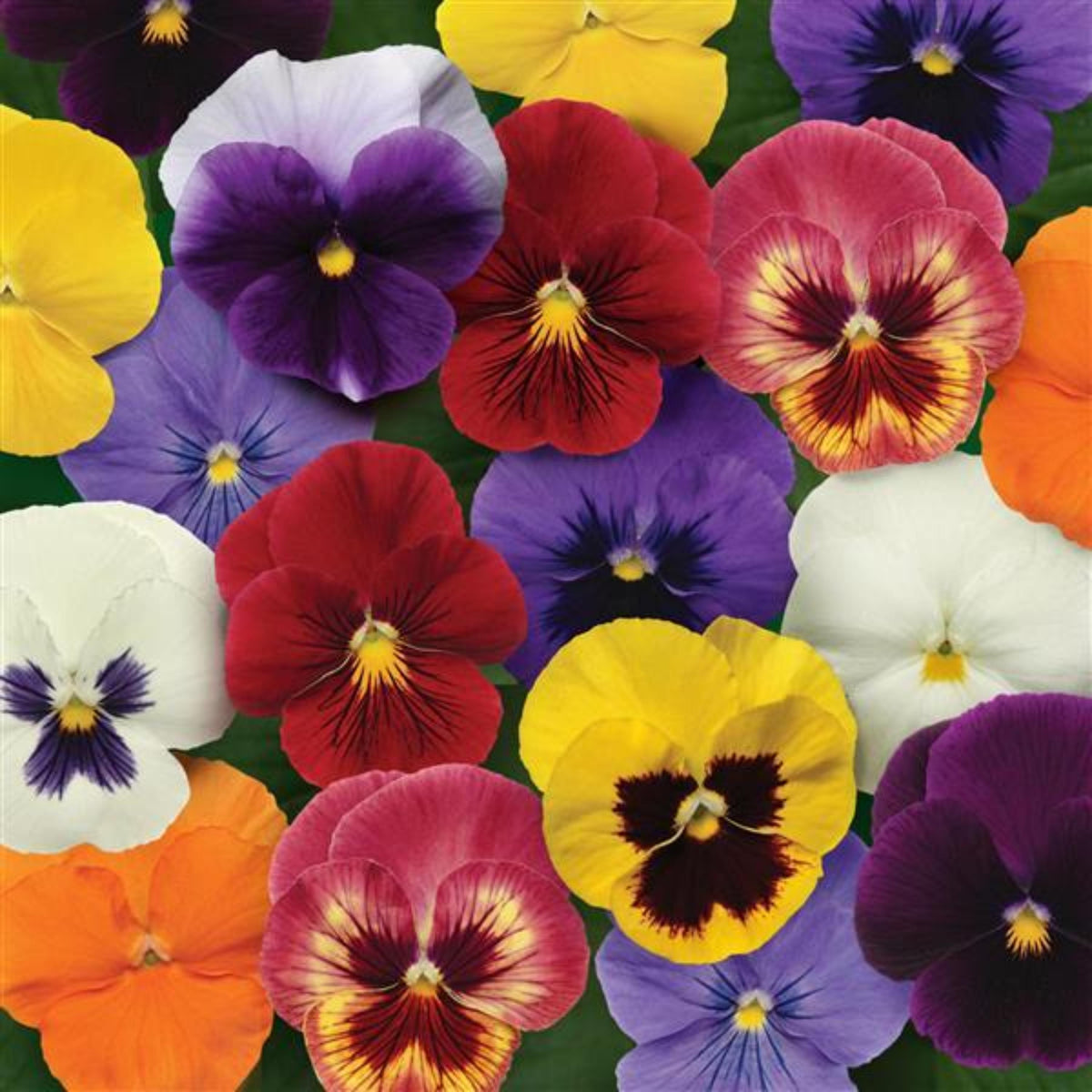 Panola XP Mix Pansy seeds