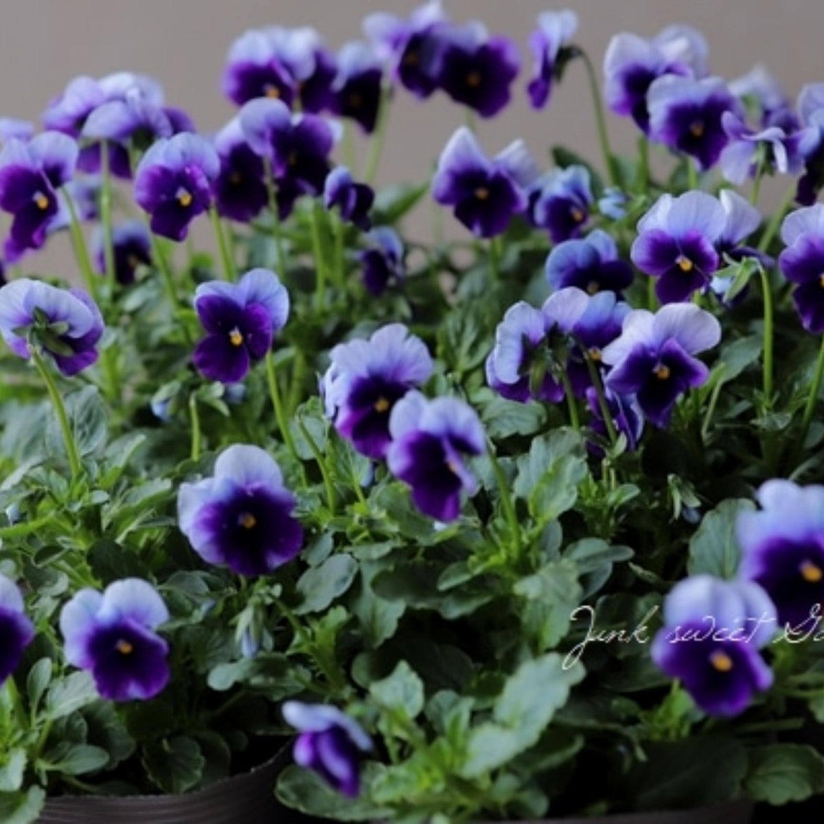 Spring Matrix Beaconsfield Pansy seeds