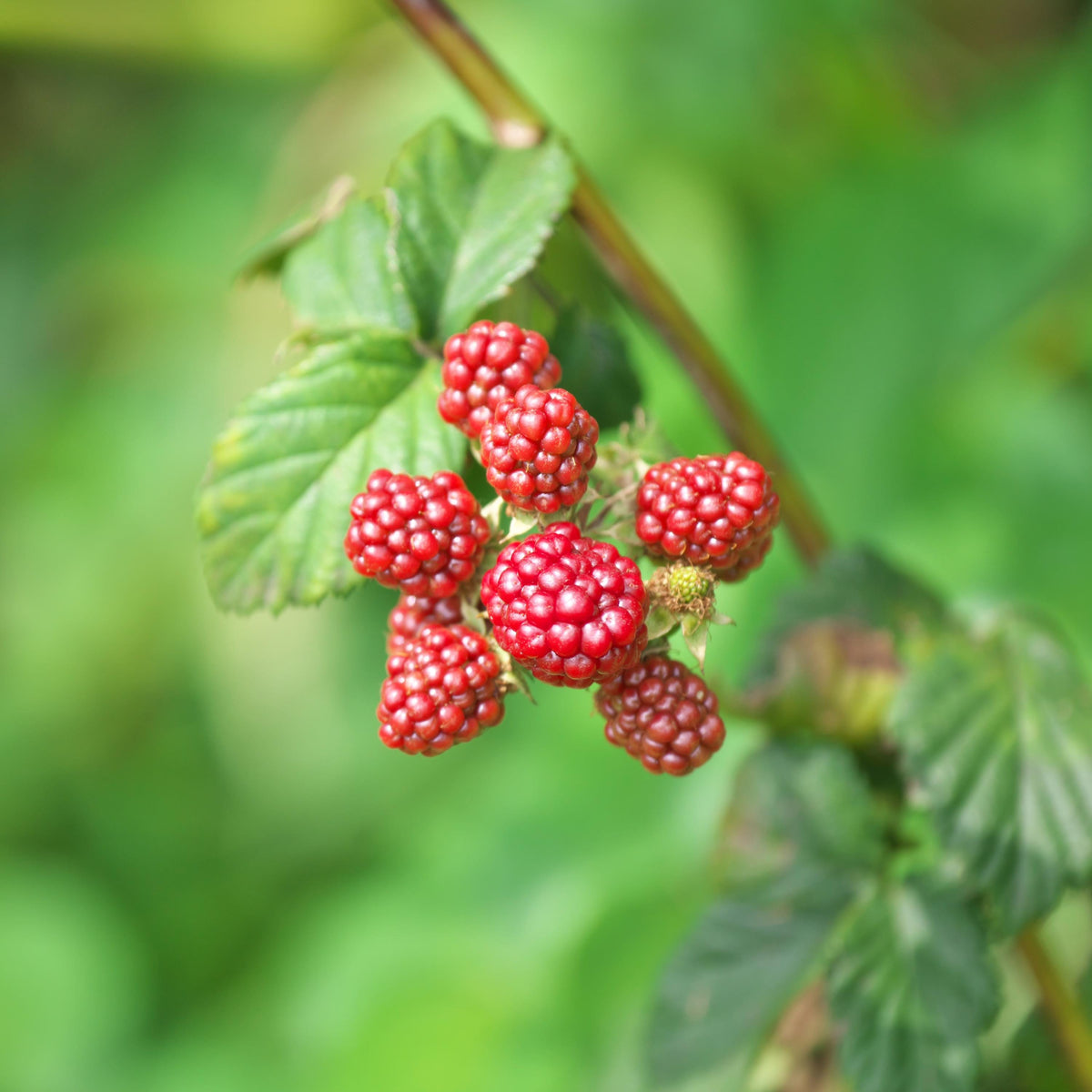 Red Raspberry seeds