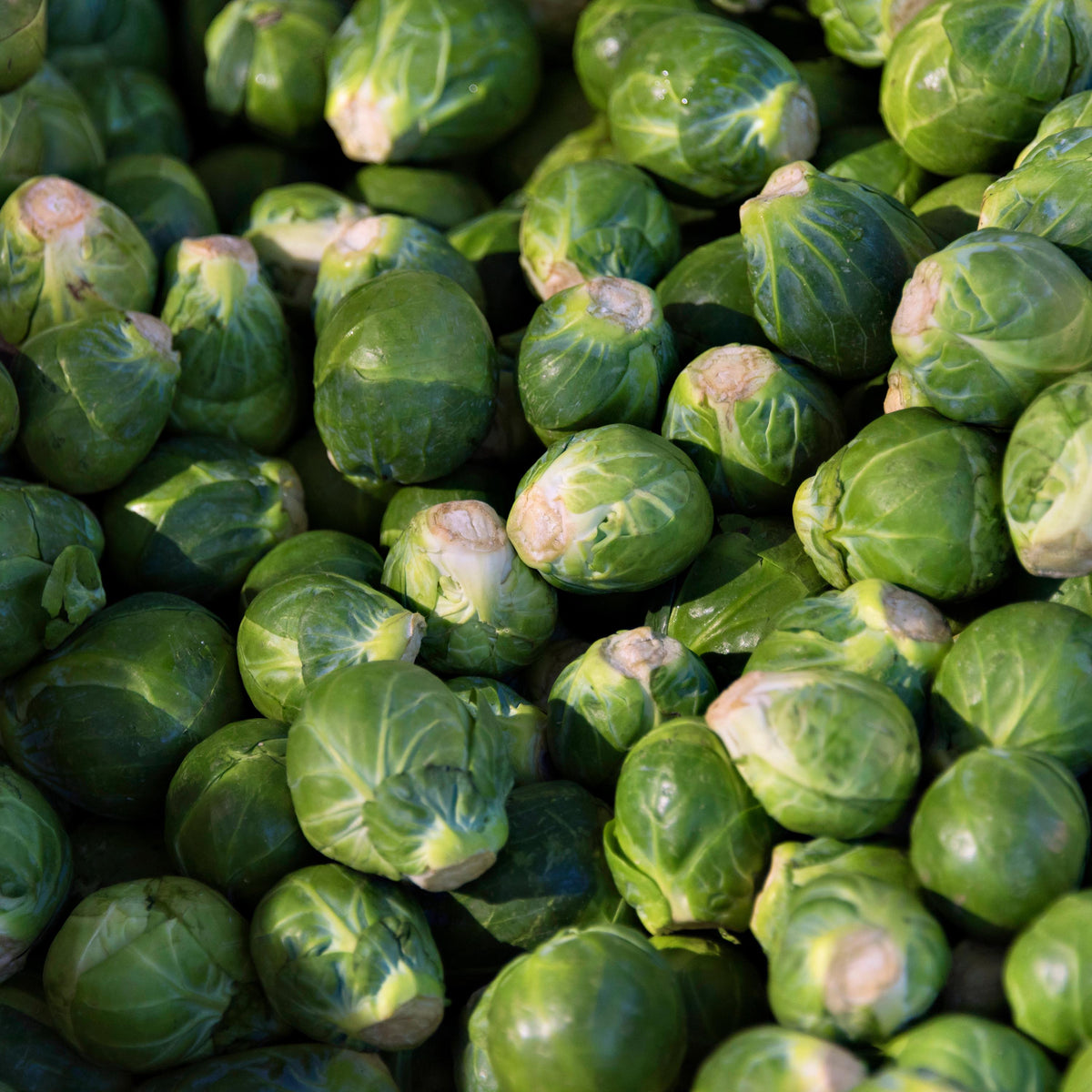 Brussels Sprouts seeds