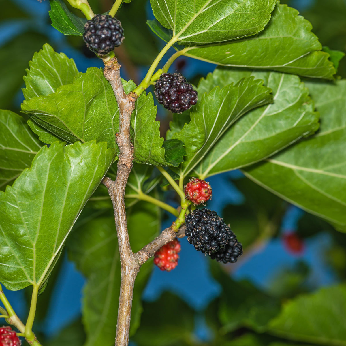 Black Mulberry seeds