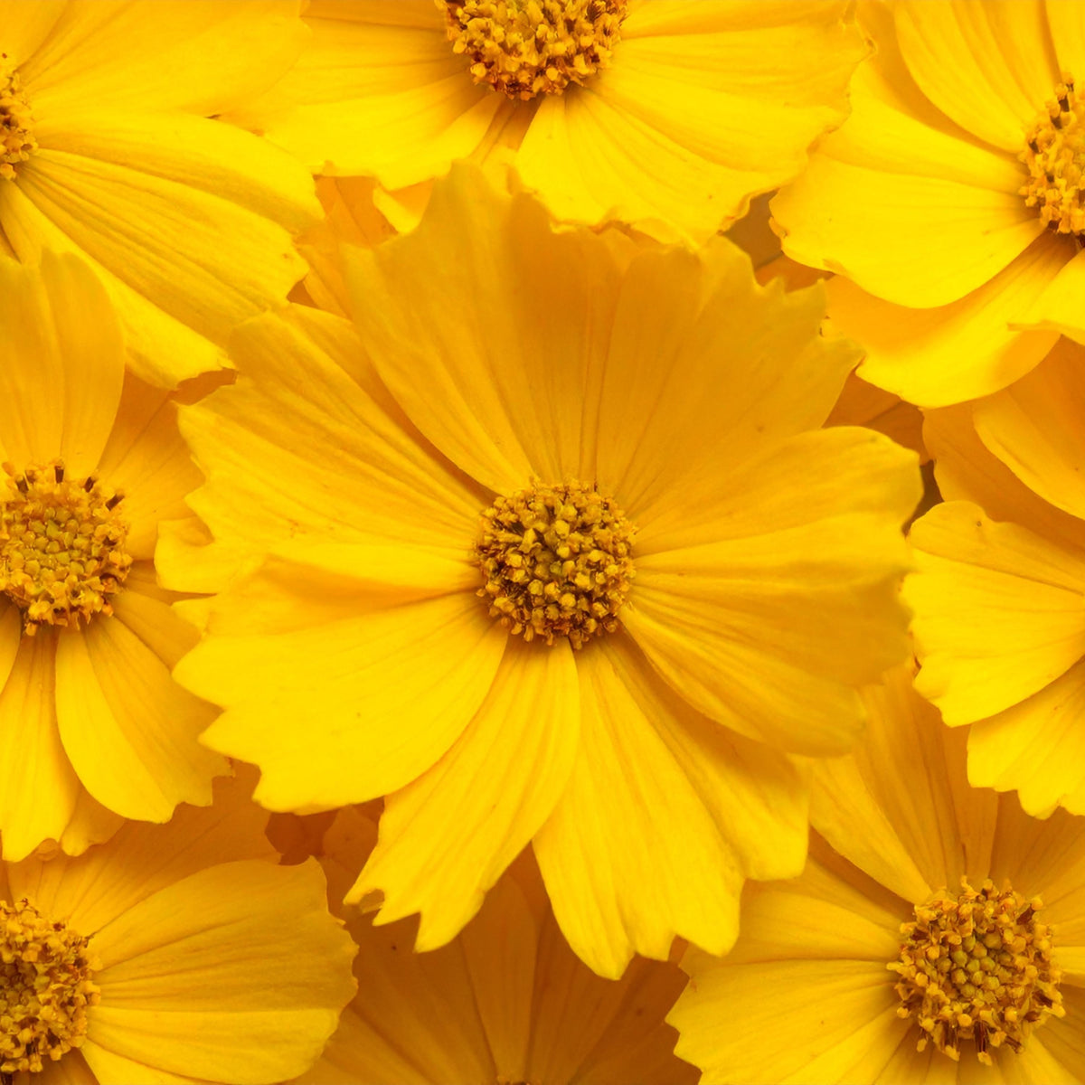 Yellow Lanceleaf Coreopsis seeds