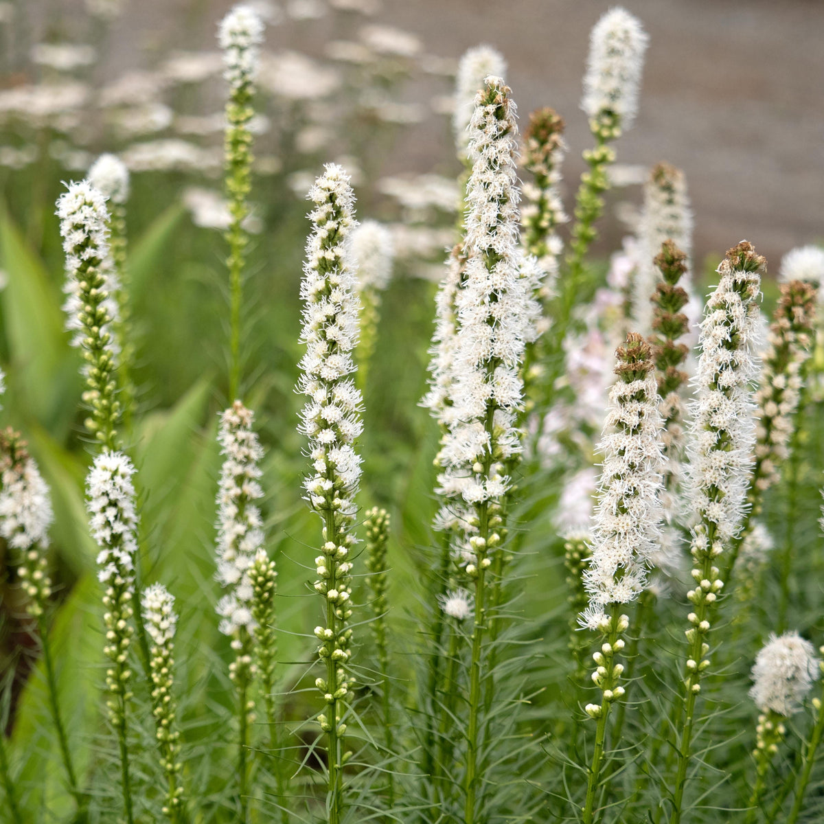 White Blazing Star seeds