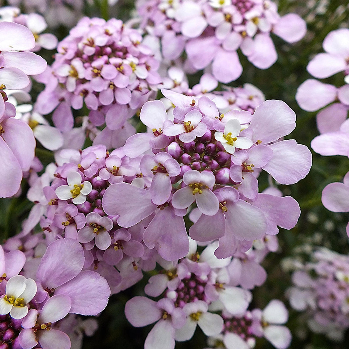 Pink Ice Candytuft seeds