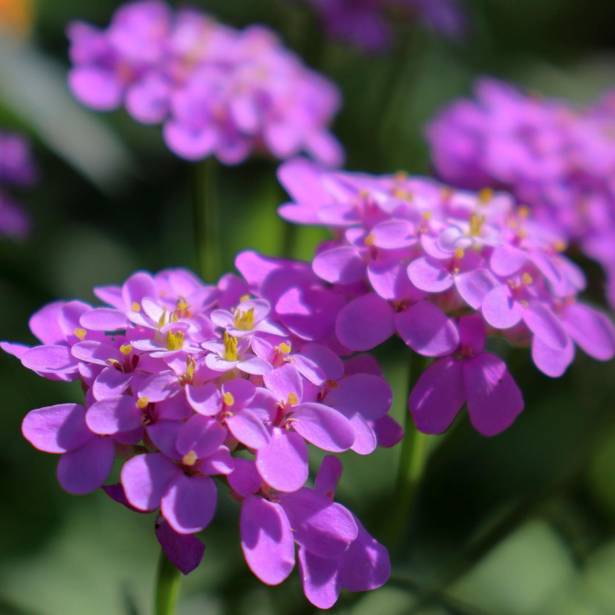 Lavender Candytuft seeds