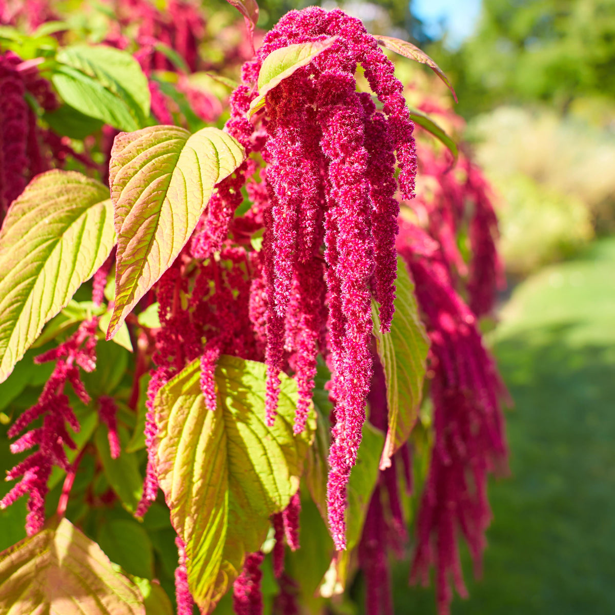 Crimson Love Lies Bleeding seeds