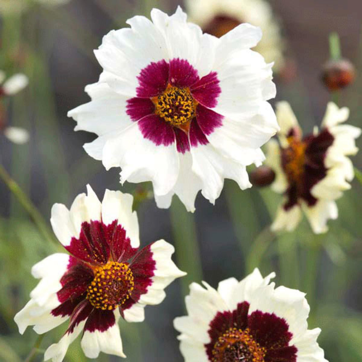 White Red Jive Coreopsis seeds