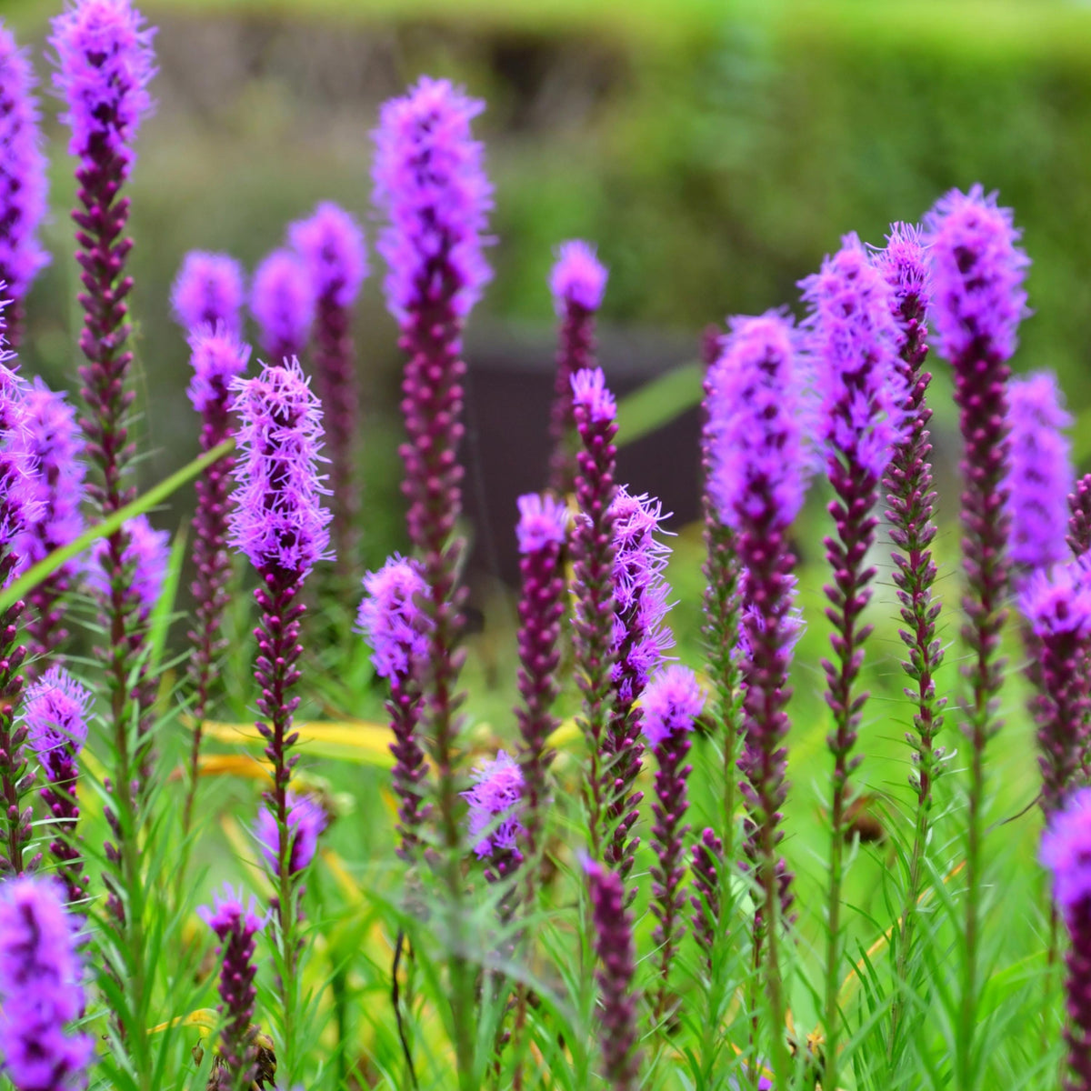 Purple Blazing Star seeds