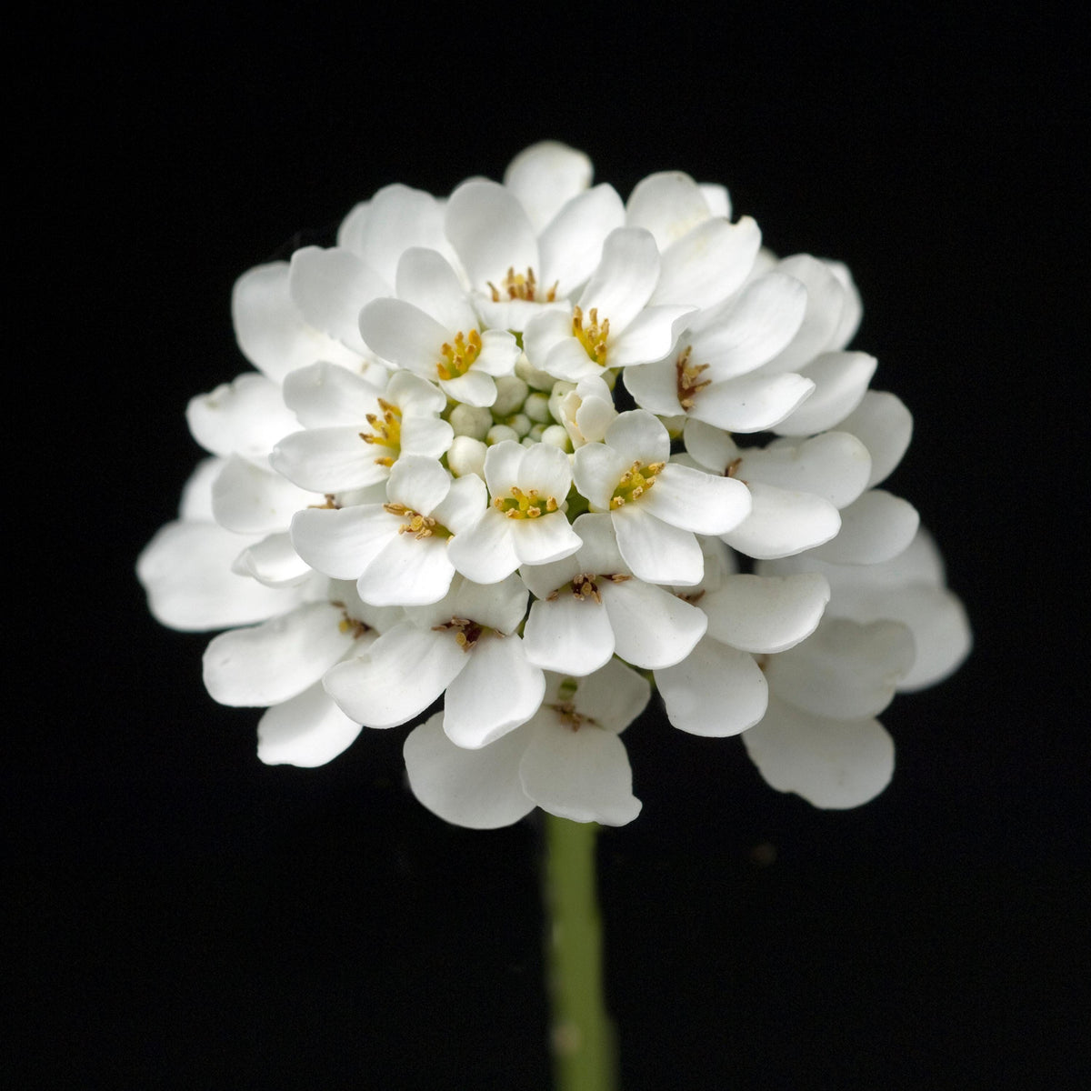 White Candytuft seeds