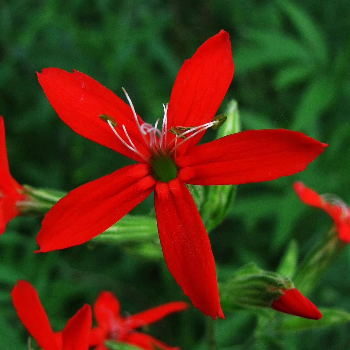 Red Royal Catchfly seeds