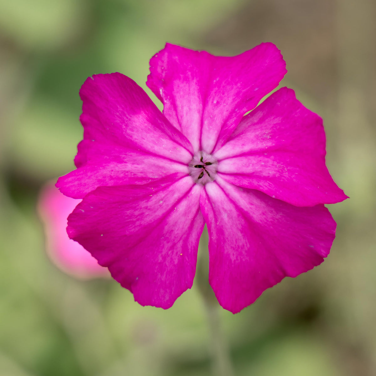 Magenta Silver Catchfly seeds
