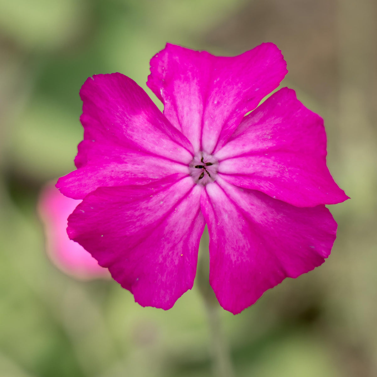 Magenta Silver Catchfly seeds