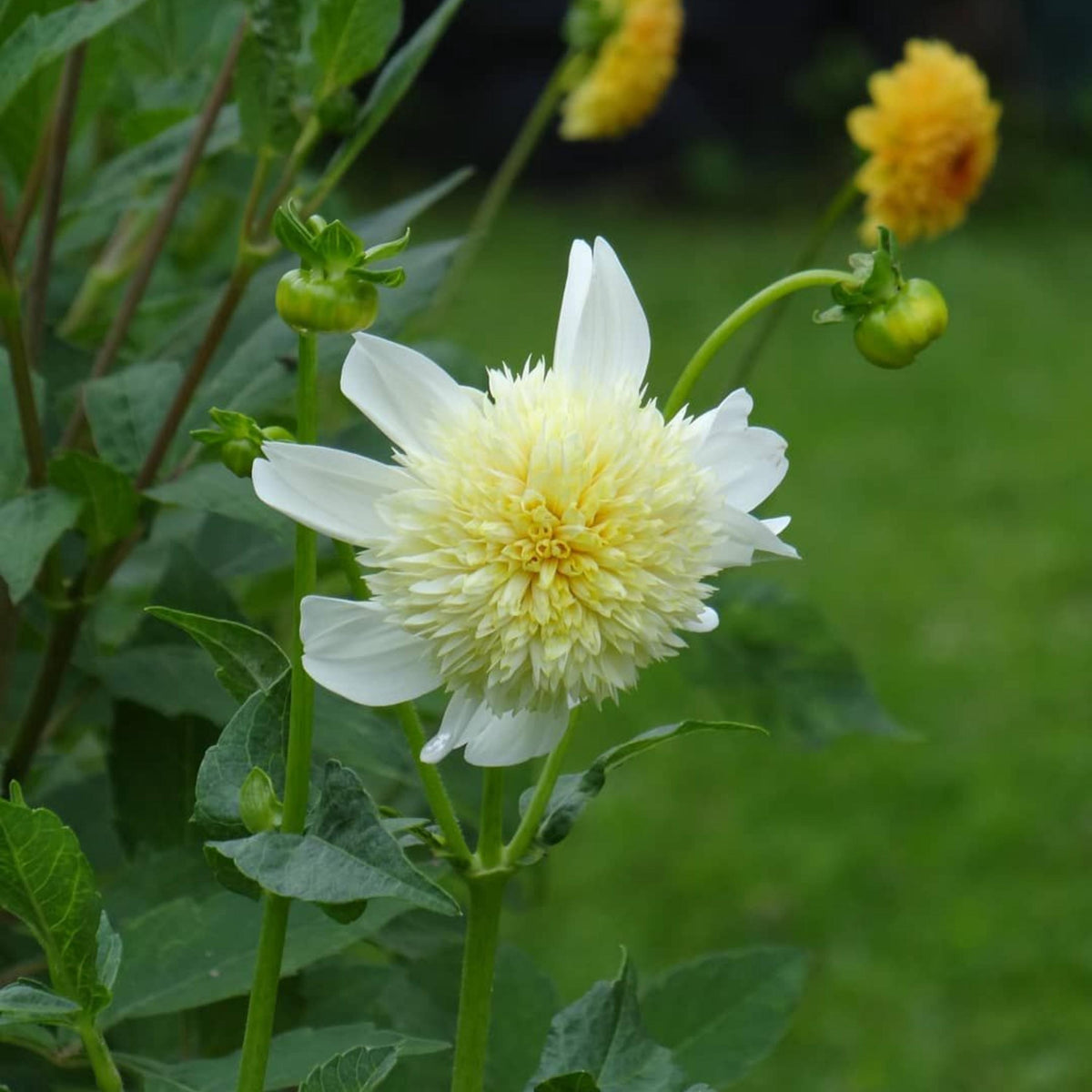 Platinum Blonde Dahlia seeds